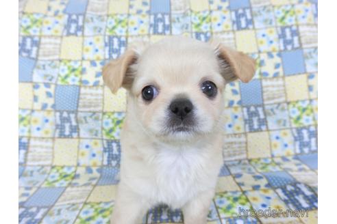 成約済の千葉県のチワワ(ロングコート)-159384の4枚目